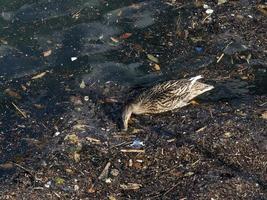 pato salvaje nadando en basura plástica mar de basura foto