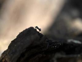 ants inside anthill in the wood photo