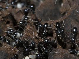 ants inside anthill in the wood photo