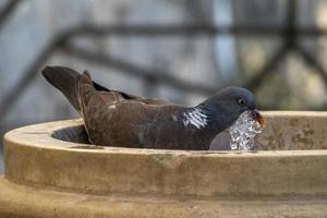 pigeon drinking water in a fountain photo