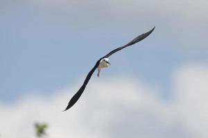 Isolated  black winged stilt while flying photo