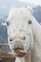 caballo blanco loco foto