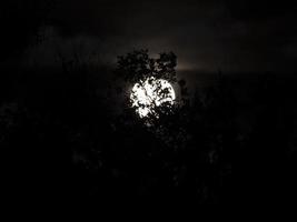 full moon on black tree branches photo