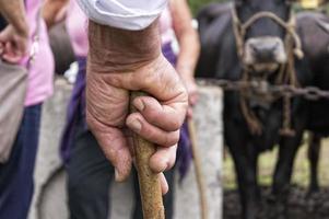 old farmer hand holding a stick photo