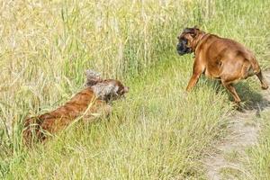 dogs while fighting on the grass photo