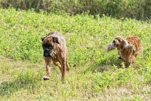 dogs while fighting on the grass photo