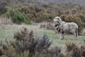 rebaño de ovejas en el fondo de la hierba de la patagonia foto