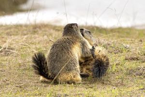 Two Marmot while fighting photo