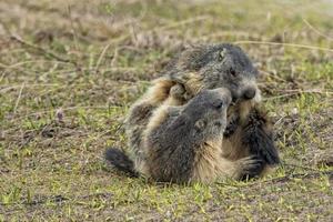 Two Marmot while fighting photo