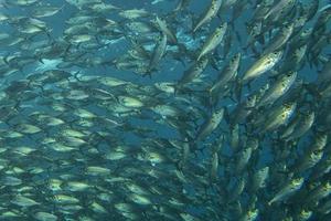 Inside a school of fish underwater photo