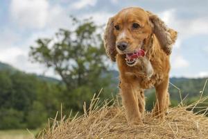 English cocker spaniel dog photo