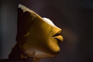 NEW YORK, USA - APRIL 23 2017 - Metropolitan Museum gold egyptian lips statue detail close up photo