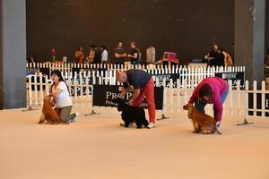 GENOA, ITALY - MAY 21 2016 - Annual public international dog show photo