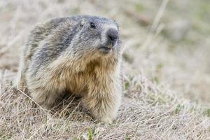 Isolated marmot portrait while coming to you photo