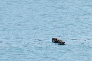 mar nutria en Príncipe Guillermo sonido, Alaska foto