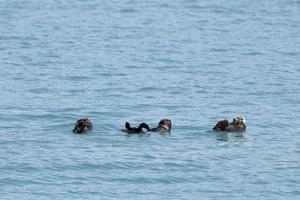 mar nutria en Príncipe Guillermo sonido, Alaska foto