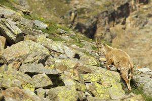 Isolated ibex long horn sheep Steinbock photo