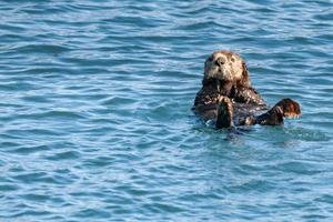 sea otter in the Alaska blue sea photo