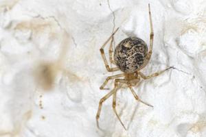 Isolated spider hanging on white background photo