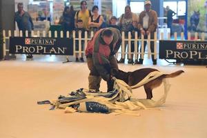 GENOA, ITALY - MAY 21 2016 - Annual public international dog show photo