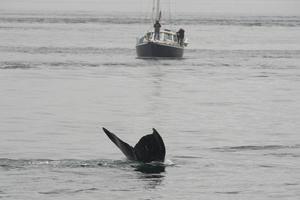 ballena jorobada en alaska foto