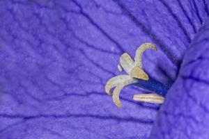 pistilo blanco dentro de la flor violeta foto