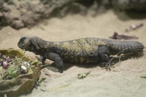 Sudan Uromastyx lizard photo