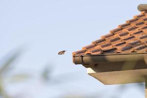 un pájaro mientras comenzando desde techo foto