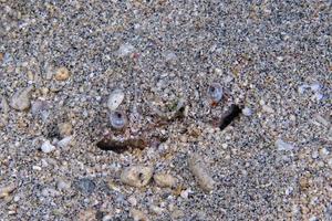 Eyes of a crab photo