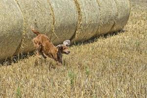 perro cachorro cocker spaniel saltando de trigo foto