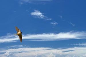 A swallow swift on the deep blue cloudy sky photo