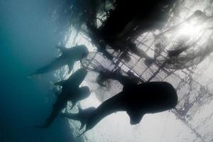 cinco ballena tiburón submarino que se acerca un pescar nido mientras comiendo foto