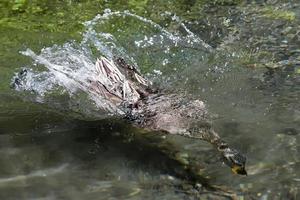 A duck while diving photo