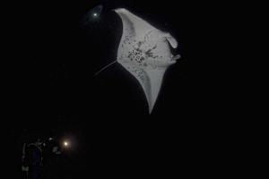 isolated manta in black during a night dive photo