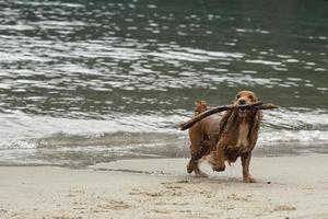 perro cocker spaniel inglés jugando en la playa foto