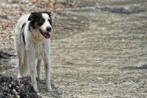 dogs playing on the beach photo