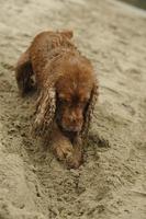 perro cocker spaniel inglés jugando en la playa foto