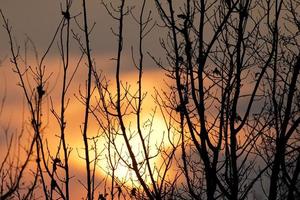 un puesta de sol mediante árbol ramas foto