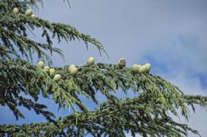 pine branches with cones photo