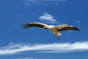 A ciconia stork in the deep blue sky photo