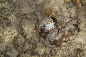 pepino de mar holoturiano foto
