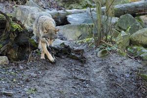 grey wolf coming in winter forest background photo