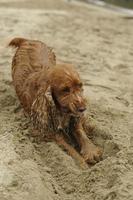 perro cocker spaniel inglés jugando en la playa foto