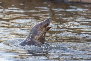 grey seal portrait photo