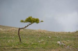 Isolated baby pine tree on grey background photo