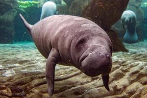 newborn baby manatee close up portrait photo