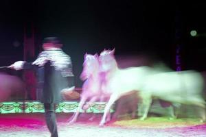 Running circus white horses photo