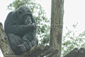 Ape chimpanzee monkey looking at you photo