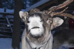 reindeer portrait in winter snow time photo