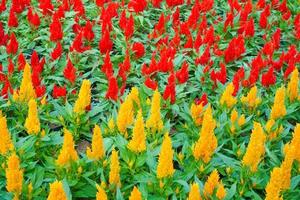 vistoso celosia flor en el jardin.hermoso floral antecedentes foto